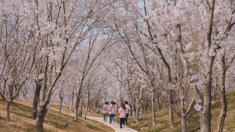 澳门新莆京7906not一起走花路！4月4日-4月15日相约白鹭湾樱花节_大众网(图20)