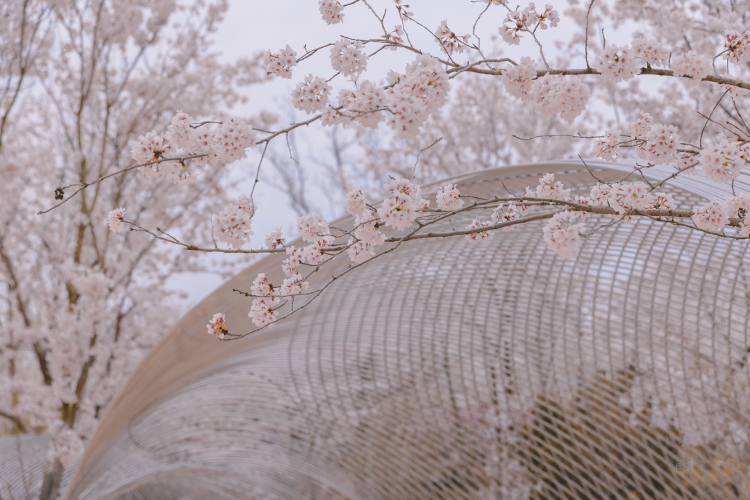 澳门新莆京7906not一起走花路！4月4日-4月15日相约白鹭湾樱花节_大众网(图22)